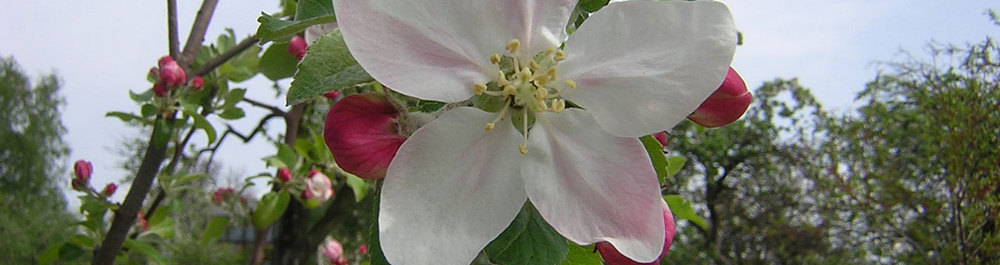 Apple tree in Blossom